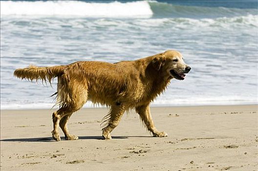 湿,狗,海滩
