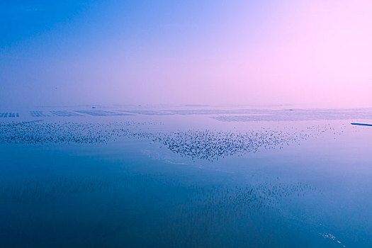 群鸟闹海