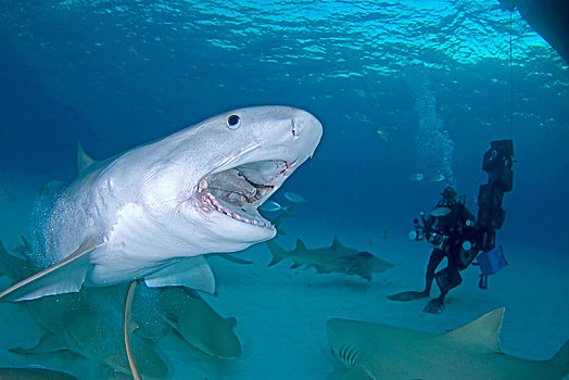 潜水,虎鲨,鼬鲨,开着,嘴,巴哈马,中美洲