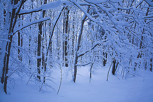 雪,遮盖,树