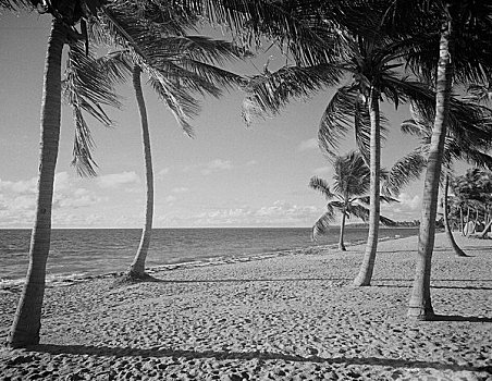 美国,佛罗里达,海滩,棕榈树