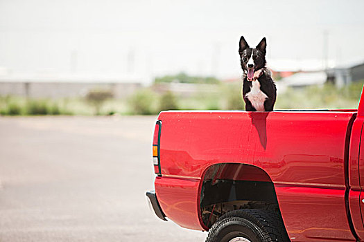 狗,红色,卡车