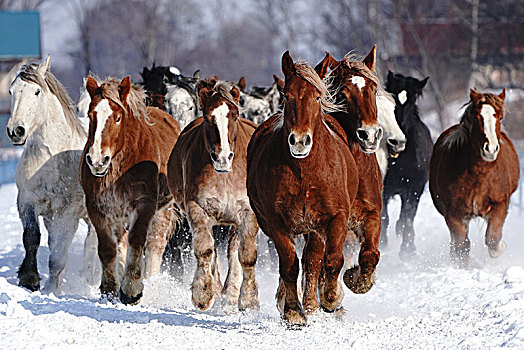牧群,马,跑,雪中,地点