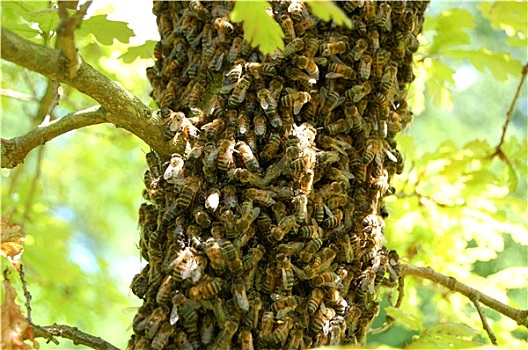 成群,蜜蜂,橡树