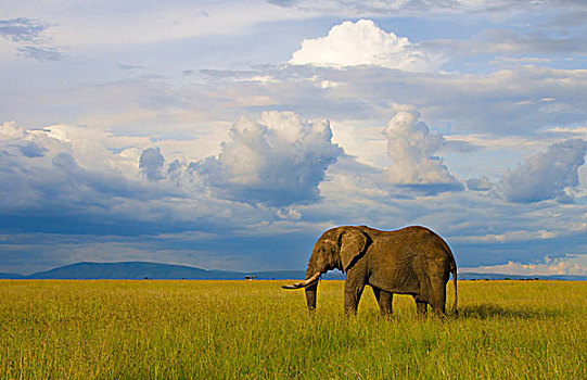 麦赛-玛拉国家公园,肯尼亚,日落,巨大,大象,高,马赛马拉