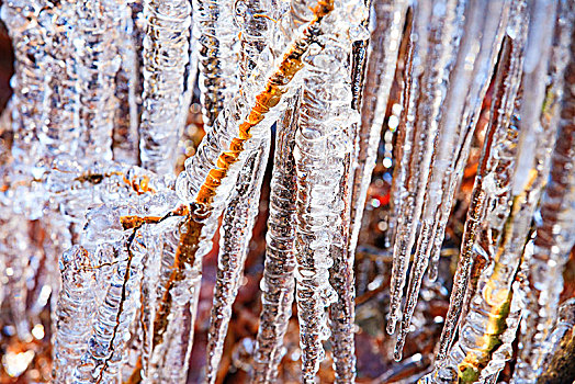 树林,冰,寒冷,晶莹剔透,冰凌,阳光,透明