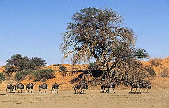 蓝色,角马,牧群,山谷,卡拉哈迪大羚羊国家公园,卡拉哈里沙漠,南非,非洲