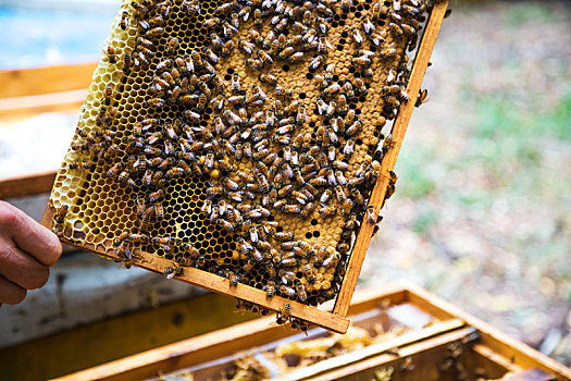 拿着,养殖,蜜蜂,木板