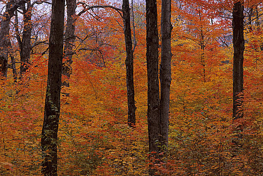 加拿大,魁北克,靠近,枫树,树林,秋色