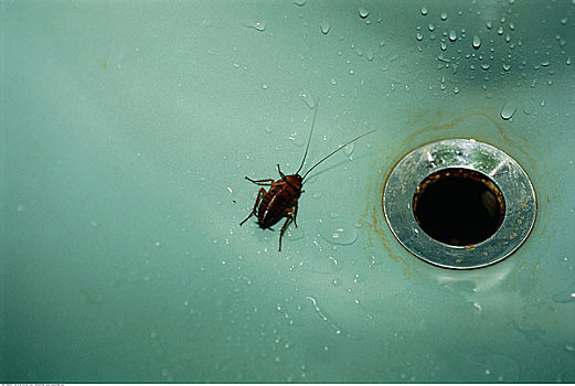 蟑螂,水槽
