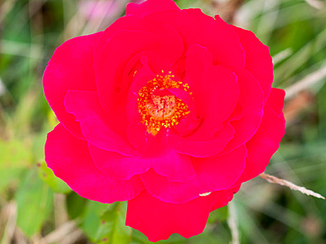 巨大,粉红玫瑰,微距,花园,粉色,蔷薇科