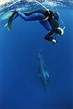 矮小,小须鲸,研究人员,照片,鲸,靠近,大堡礁,澳大利亚