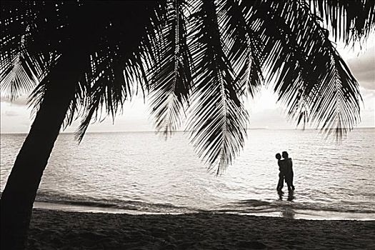 加勒比海,洪都拉斯,海湾群岛,剪影,海洋,水,棕榈树,海滩,深褐色,照片