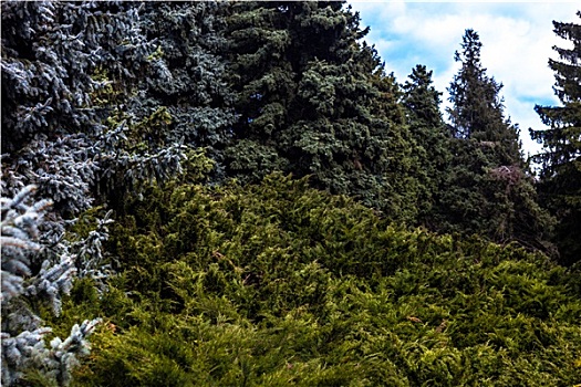 风景,蓝色,云杉,桧属植物,灌木丛