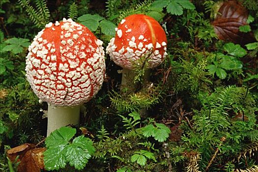 毒蝇伞,白毒蝇鹅膏菌,毒蘑菇,林中地面,北美