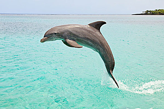 海湾群岛,洪都拉斯,宽吻海豚,跳跃,室外,水,钥匙,胜地