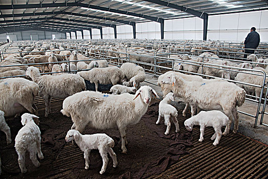 圈养羊群