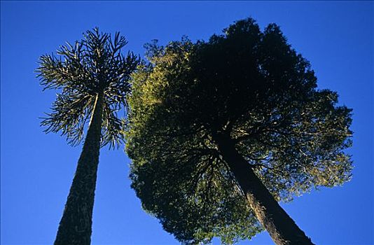 智利,区域,国家级保护区,山毛榉树