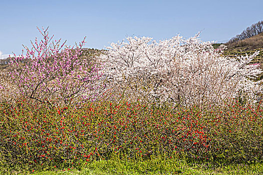 樱桃树,公园,福岛,日本