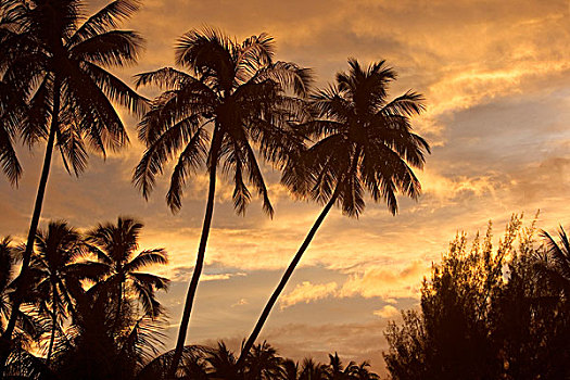 日落,棕榈树