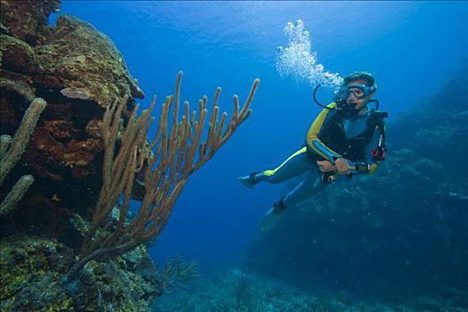 潜水者,游泳,后面,海扇,珊瑚礁,洪都拉斯,加勒比海,中美洲