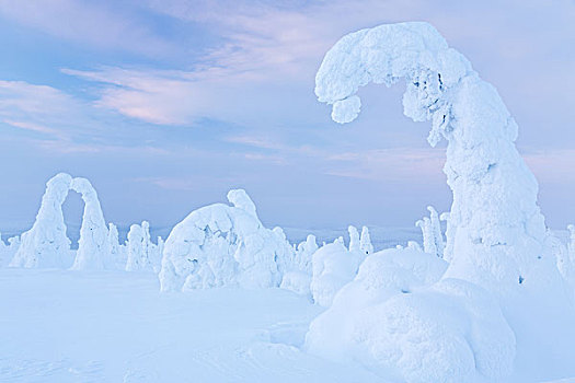 积雪,松树,国家公园,芬兰,欧洲