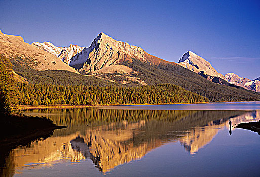 飞行,捕鱼者,玛琳湖,碧玉国家公园,艾伯塔省,加拿大