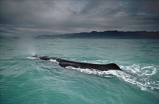 平面,抹香鲸,新西兰