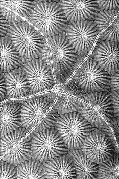 密克罗尼西亚,特写,海蛇尾,硬珊瑚,黑白照片