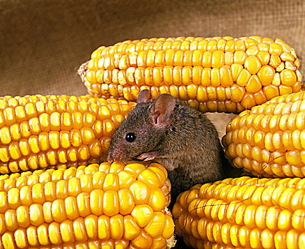 家鼠,小鼠,成年,吃,玉米