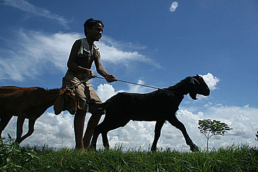 男孩,走,家,山羊,达卡,孟加拉,六月,2007年
