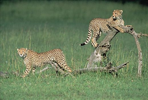 印度豹,猎豹,一对,玩,原木上,马赛马拉国家保护区,肯尼亚