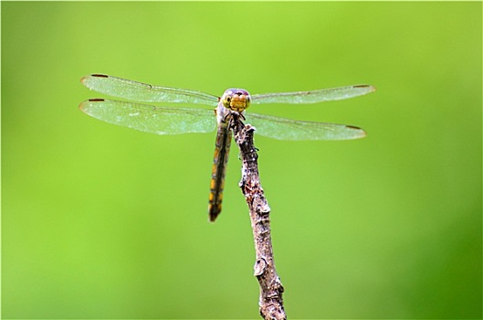 蜻蜓,自然