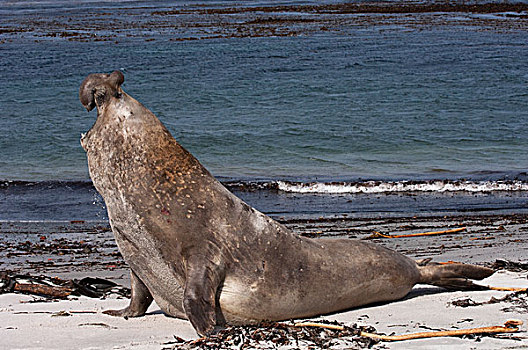 象海豹,雄性动物,展示,海狮,岛屿,福克兰群岛