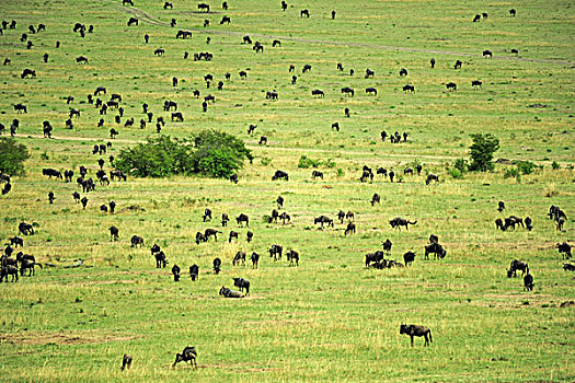 肯尼亚,马赛马拉国家保护区,角马,准备,迁徙