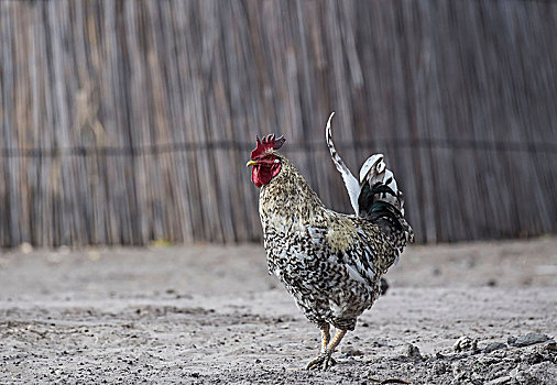 公鸡,博茨瓦纳,非洲