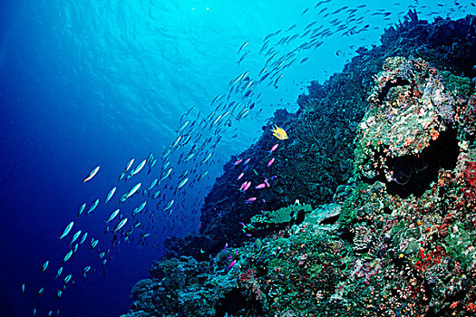 鱼群,珊瑚,礁石,贝劳,密克罗尼西亚,太平洋
