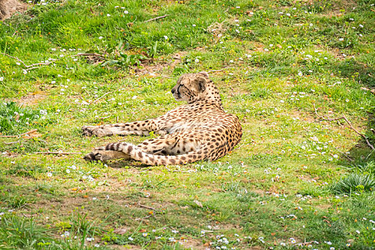 印度豹,休息,躺着,草,猎豹