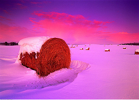 干草包,雪中,靠近,公园,艾伯塔省,加拿大