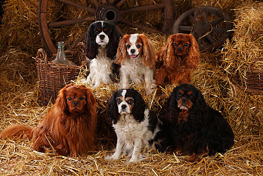 查尔斯王犬,红宝石,三种颜色,布伦海姆,五个,狗,坐,稻草,谷仓