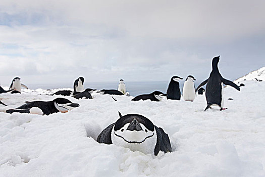 南极,南设得兰群岛,帽带企鹅,阿德利企鹅属,雪中,高处,欺骗岛