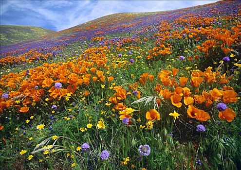 花菱草,野花,山坡,春天,羚羊谷,加利福尼亚