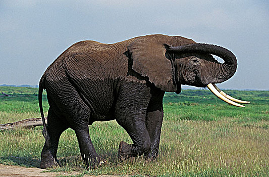 非洲象,成年,马赛马拉,公园,肯尼亚