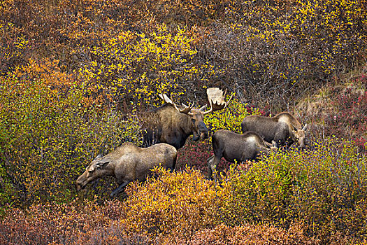 阿拉斯加,驼鹿,雄性,女性,幼兽,饲养,季节,德纳里峰国家公园