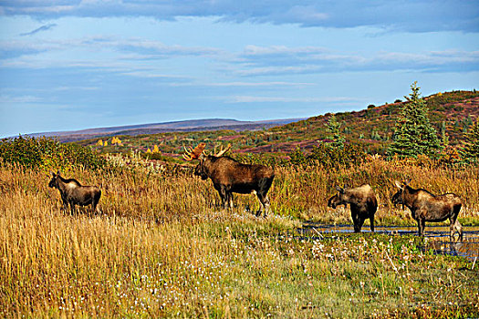 驼鹿,发情,季节,小公牛,母牛,幼兽,暸望,德纳里峰国家公园,阿拉斯加,美国