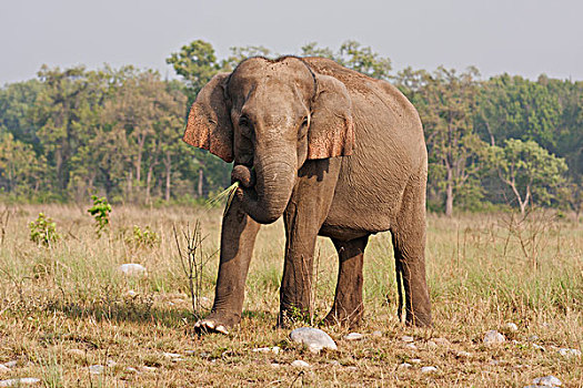 印度,亚洲象,喂食,国家公园