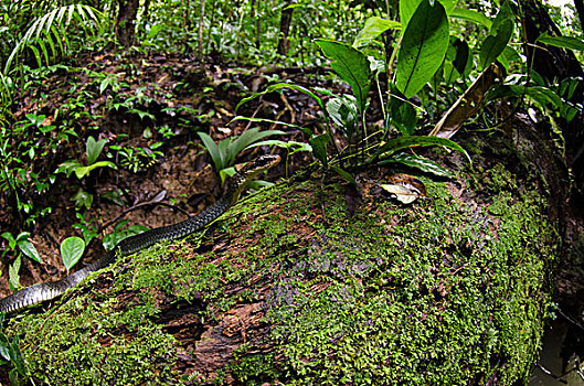 国家公园,亚马逊雨林,厄瓜多尔