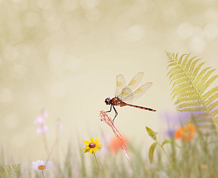 蜻蜓,坐,草地