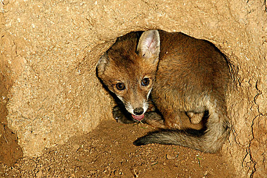 红狐,狐属,幼仔,巢穴,入口,法国