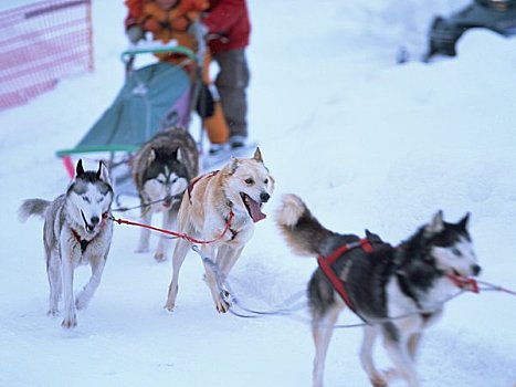 狗拉雪橇